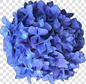 Screen   P     Hydrangea  Png V   5   2 Images   Hydrangea  Transparent Png