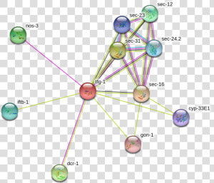 Tfg 1 Protein   Circle  HD Png Download