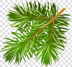 Transparent Tree Limb Png   Pine Tree Leaves Free  Png Download