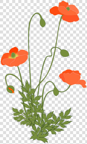 Poppy  Corn Poppy  Flowering Plant  Pink   Poppy Plant Png  Transparent Png