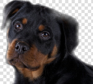 Rottweiler Puppy Training Brisbane   Rottweiler  HD Png Download