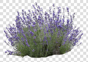 Dentata flowering Lavender common Sage french Plant   Lavender Bush No Background  HD Png Download