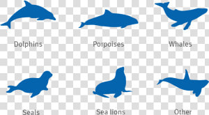 Dolphin  Porpoise  Whale  Seal And Sea Lion Silhouettes  HD Png Download