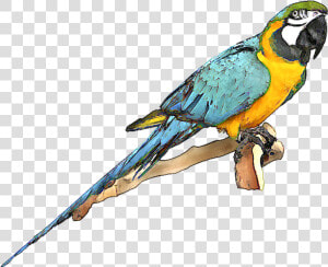 Blue And Gold Macaw Clipart   Blue And Gold Macaw Png  Transparent Png