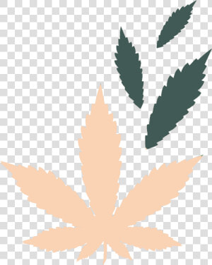 Cbd Vs Thc  HD Png Download