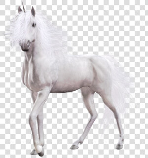 Unicorn Png   Realistic Unicorn White Background  Transparent Png