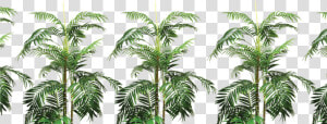 Attalea Speciosa   Png Download   Attalea Speciosa  Transparent Png