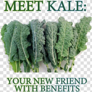 8000 Seeds Lacinto Kale   Png Download   Kale Is Disgusting  Transparent Png