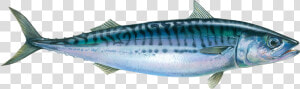 Atlantic Mackerel Fish  HD Png Download