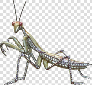 Mantidae  HD Png Download