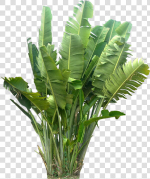 Tropical Plants Png   Tropical Plants Plant Png  Transparent Png