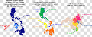 12 Sunbird Species And Their Distribution Across The   Colonisation Of The Philippines  HD Png Download