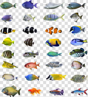 Tropical Fish Bali  HD Png Download