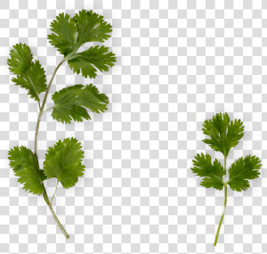 Cilantro Png  Transparent Png