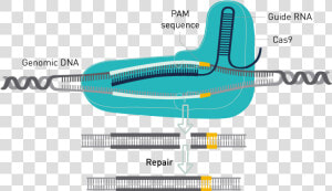 Crispr Cas9 Genome Editing  HD Png Download