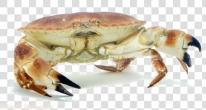 Crab Png Image   Transparent Background Crab Png  Png Download