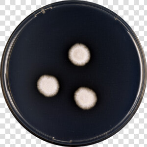 Aspergillus Subalbidus Cya   Circle  HD Png Download