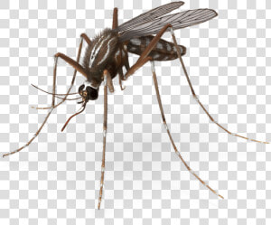 Mosquito Pest Control Royalty free Insect   Mosquito Png  Transparent Png