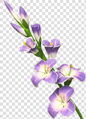 Bouquet Gladiolus Png   Gladiolus Flower Transparent Background  Png Download