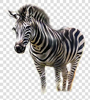 Zebra Png Download   Transparent Zebra Head  Png Download