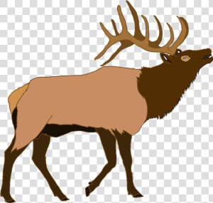 Elk Deer Illustration Vector Graphics Moose   Elk Clipart Png  Transparent Png