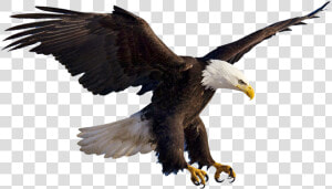 Eagles Clipart Prey   Aguila Png  Transparent Png