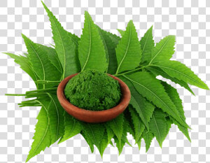 Neem Leaf Powder Is Counted As Effective Pest Repellent   HD Png Download