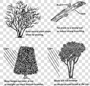 Prune Bushes  HD Png Download