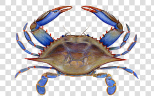 Maryland Blue Crab Clipart  HD Png Download