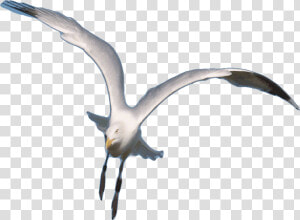 Seagull Clipart Animated Gif   Flying Seagull Transparent Gifs  HD Png Download