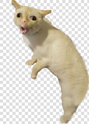  bad  taxidermy  coughing  cat  full  freetoedit  HD Png Download