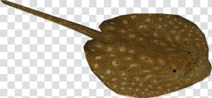 Parnaiba River Stingray   Stingray Png  Transparent Png