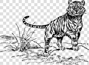 Tiger  Animal  Baby  Small  Mammal  Black And White   Tiger Coloring Pages  HD Png Download