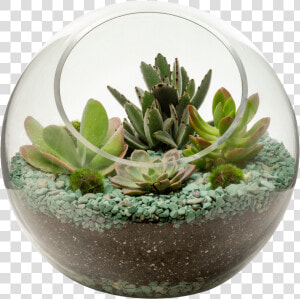 Succulent Bowl Png   Succulent In Glass Png  Transparent Png