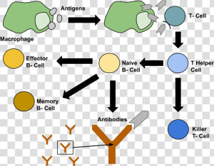 Healthy Immune System Diagram  HD Png Download