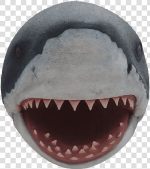 Shark Great White Head   Shark Head Png  Transparent Png