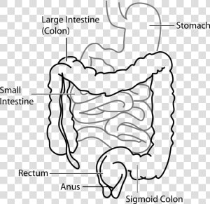 Diagram  Digestive  System  Stomach  Intestine   Large Intestine And Small Intestine Diagram  HD Png Download