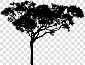 Tall Tree Silhouette   Free Tree Vector Png  Transparent Png