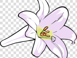 Easter Lily Clipart   Lily  HD Png Download