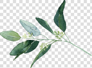 Seeded Eucalyptus   Bay Laurel  HD Png Download