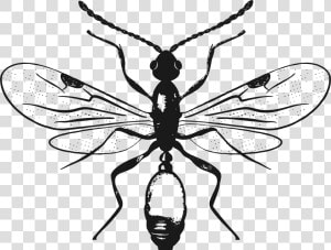 Black Ants  HD Png Download