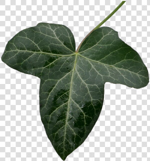 Ivy  Ivy Leaf  Green  Leaf Green  Isolated  Cut Out   Ivy Leaf Png  Transparent Png