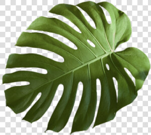 Monstera Deliciosa  HD Png Download