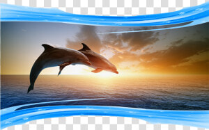 Photos Of Dolphins Jumping   Bottlenose Dolphins In A Sunset  HD Png Download