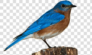 Bird  Bluebird  Bird Png  Nature  Perched  Isolated   Bird Hd Transparent Background  Png Download