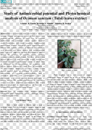 Tulsi Tree Png  Transparent Png