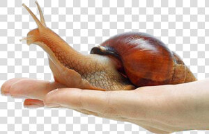 Snail Png Free Download   Giant African Snail Png  Transparent Png