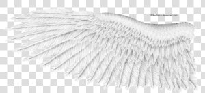 White Wings Png Download Image   White Eagle Wings Png  Transparent Png