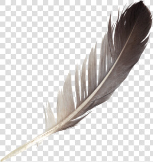 Transparent Feather Pen Png   Feather Png  Png Download