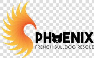 Phoenix French Bulldog Rescue   Phoenix French Bulldog  HD Png Download